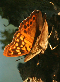 Tawny Emperor